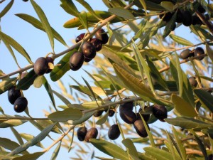 olive-al-Trasimeno